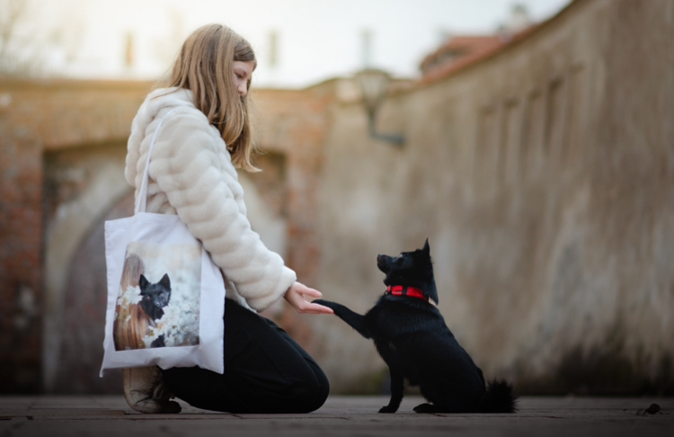 The schipperke in the blooming orchards